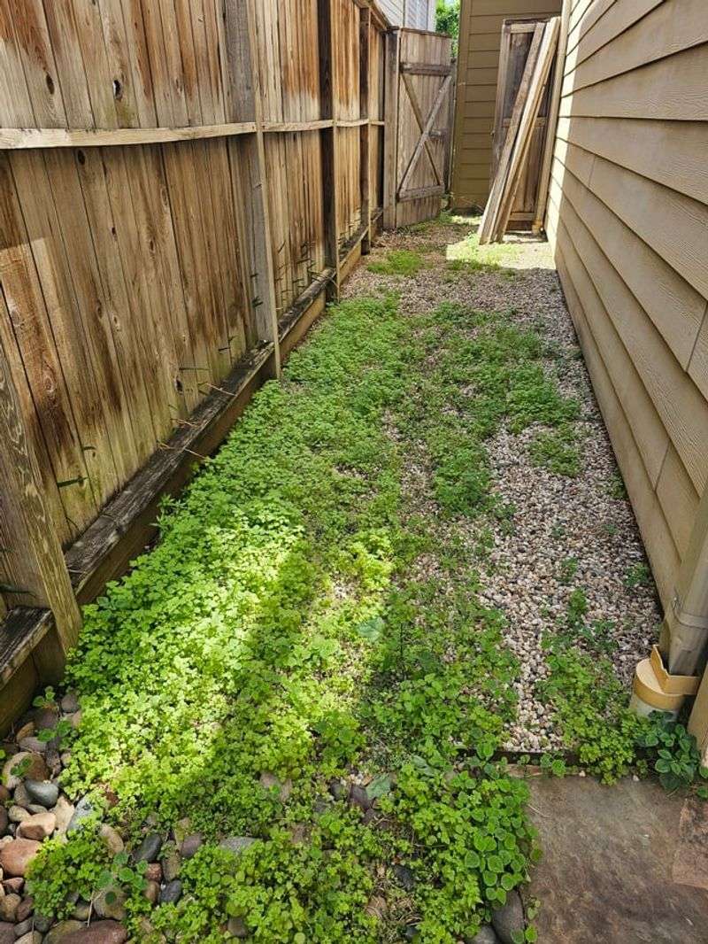 Salt As A Weed Killer