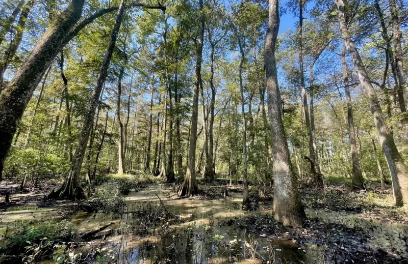 Bluebonnet Swamp Nature Center
