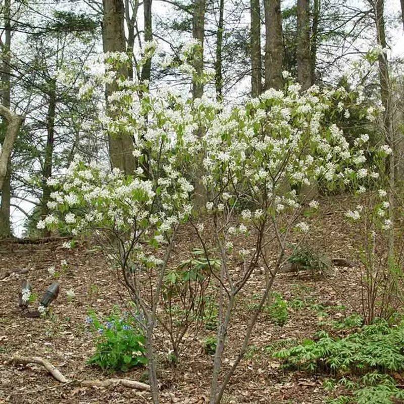 Productive Serviceberry