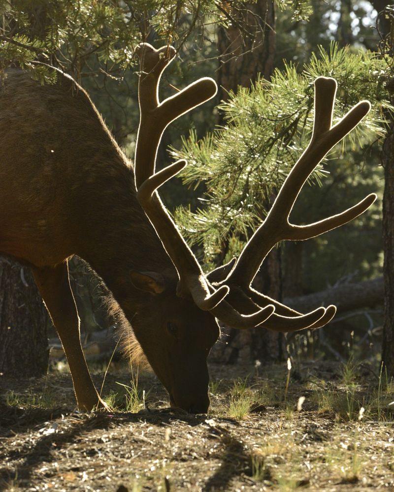 Wildlife Management Connection