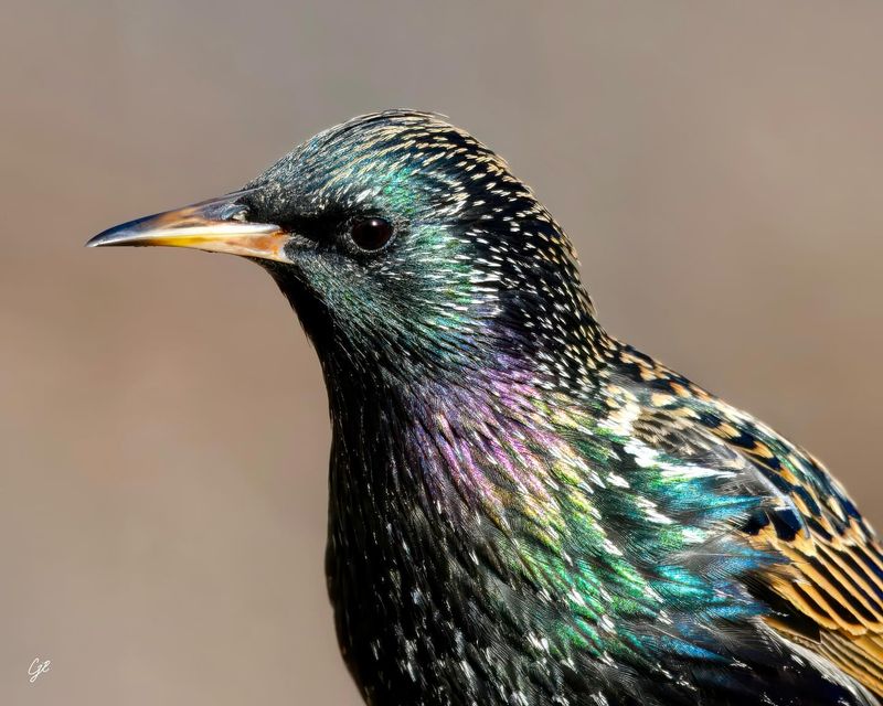 Control Competing Species