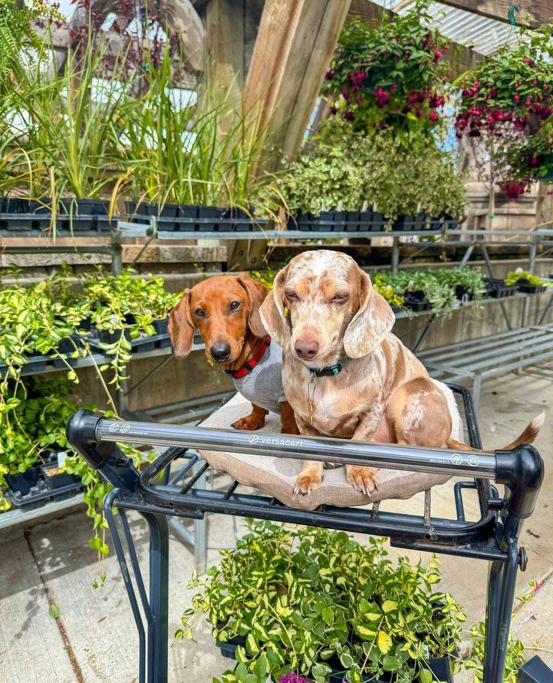 Protect Pets Properly