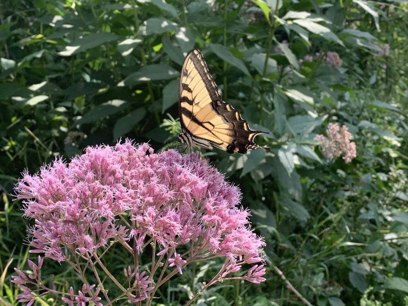 Joe-Pye Weed