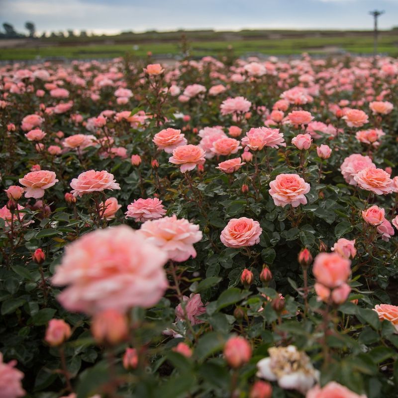 Easy Elegance Roses