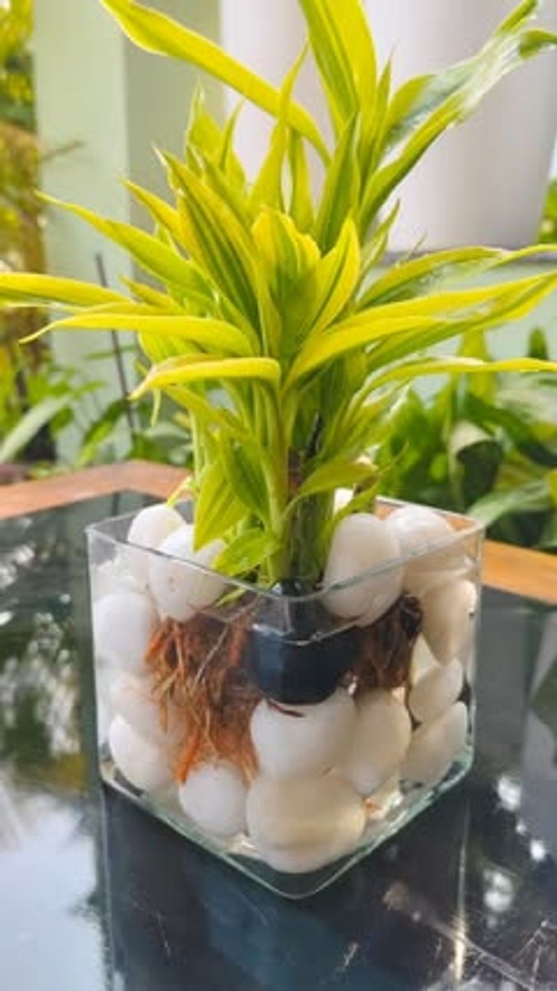 Lucky Bamboo