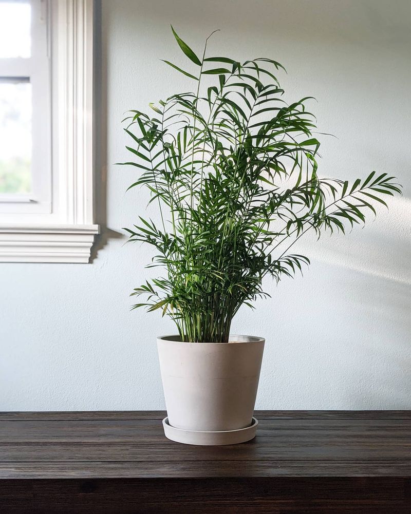 Parlor Palm (Chamaedorea elegans)