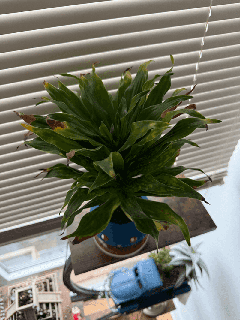 Dracaena (Especially Janet Craig variety)
