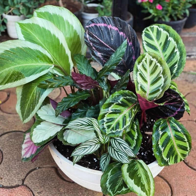 Calathea