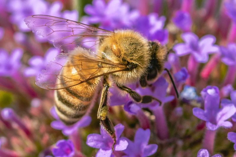 Honeybees: Golden Pollination Champions