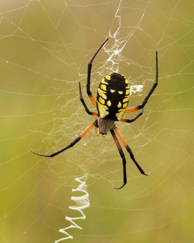 Spiders Catch Flying Insects