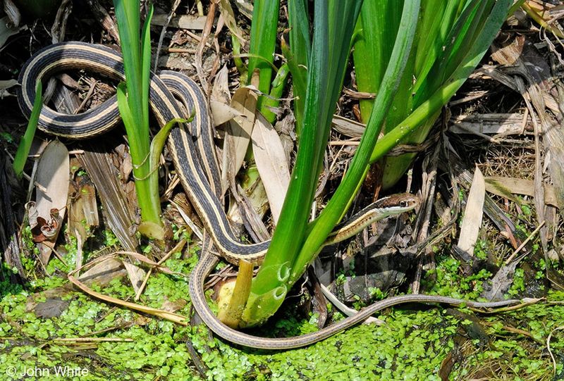Garter Snakes Slithering Between Garden Rows