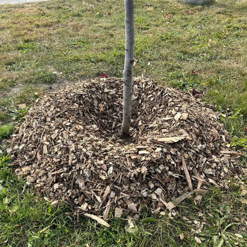 Mulch Around Trees And Shrubs
