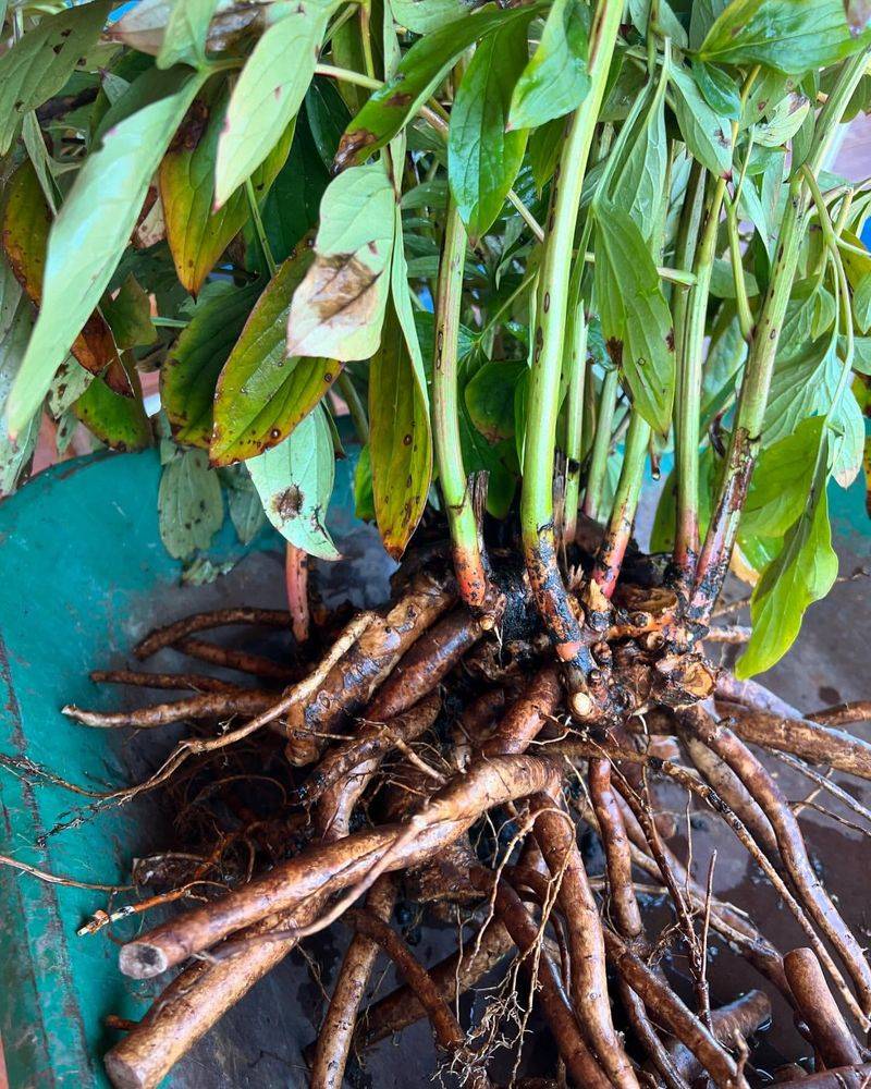 Digging Up The Root Ball Without Causing Damage