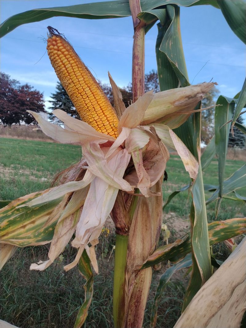 Optimize Plant Population