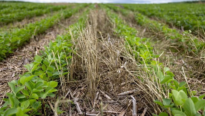 Plant A Cover Crop In Empty Vegetable Beds