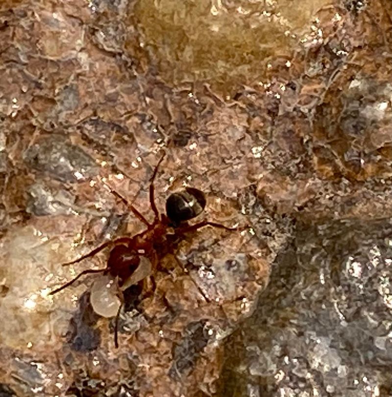 Control Fire Ants