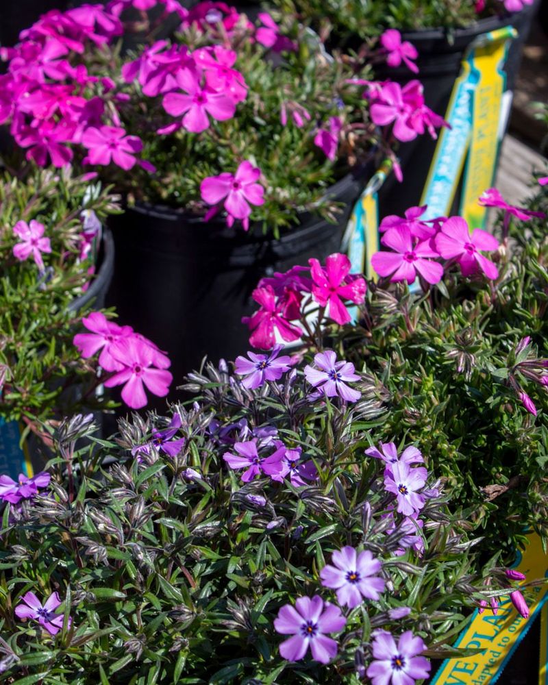Space Plants Strategically For A Carpet Effect