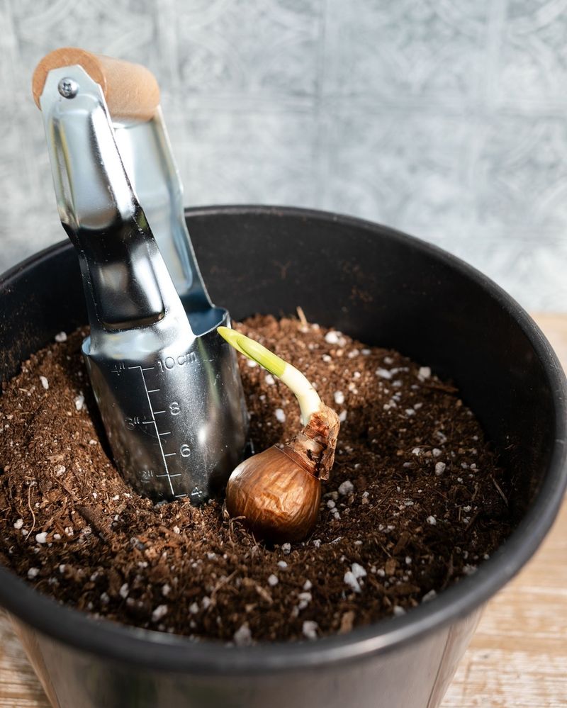 Plant at Proper Depth