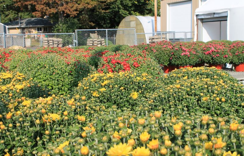 Choose Hardy Varieties