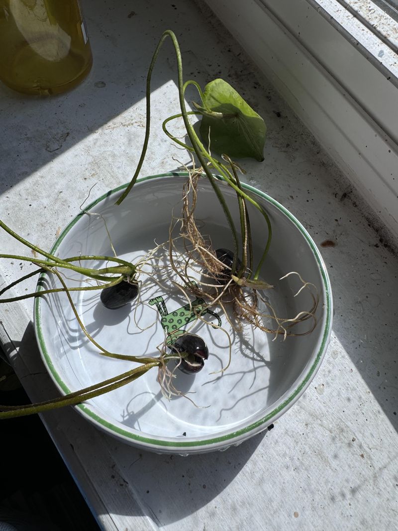 Plant the Sprouted Seeds