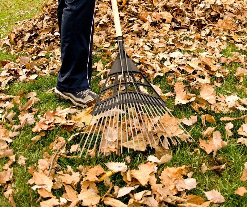 Rake Leaves – But Not Where You Think