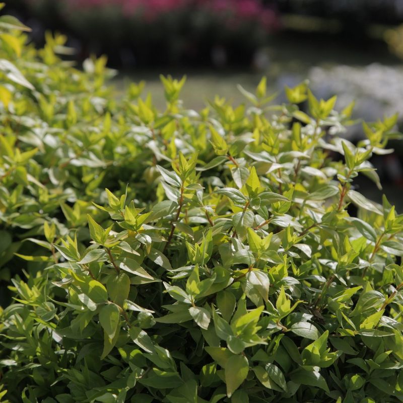 Master Shade Planting Techniques