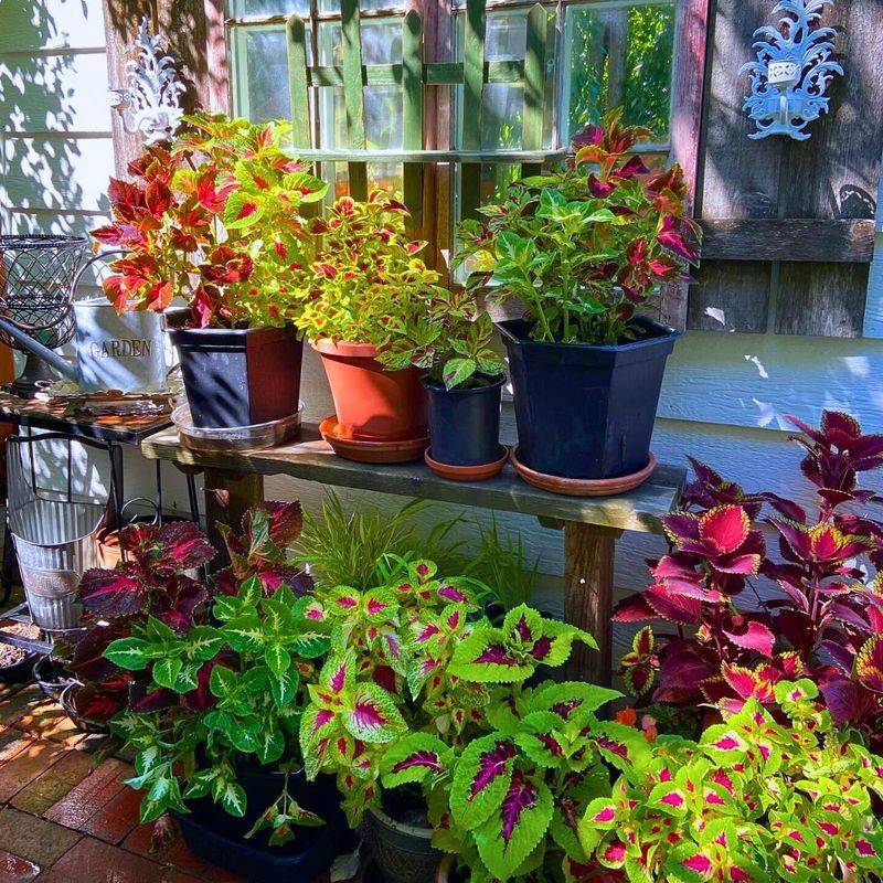 Protecting Container Plants