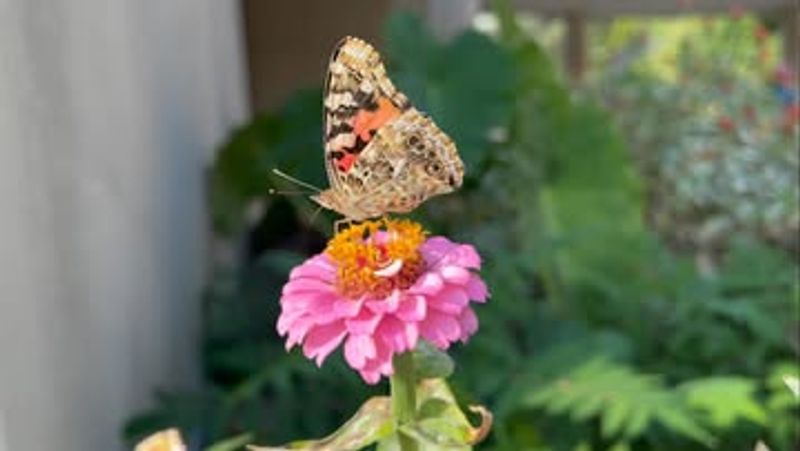 Butterfly Feeding Stations