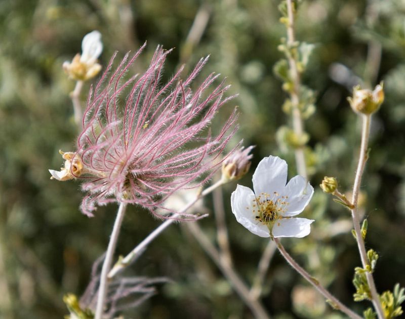 Apache Plume