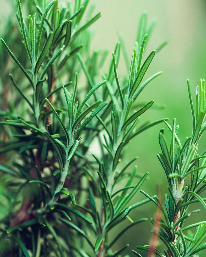 Rosemary: Fragrant Savings Year-Round