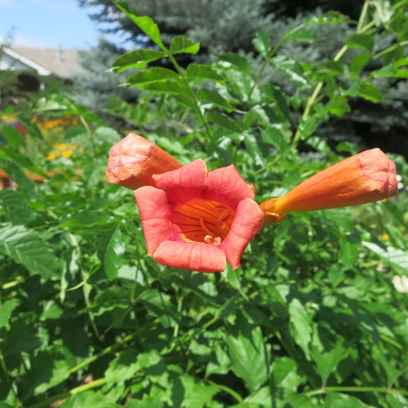 Trumpet Vine's Hummingbird Highway