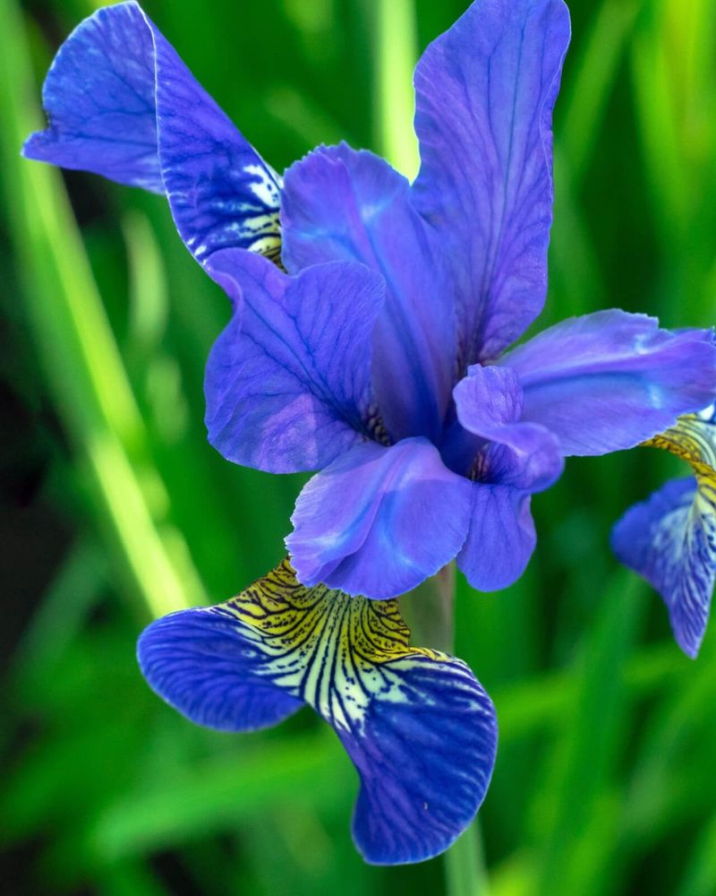 Siberian Iris (Iris sibirica)