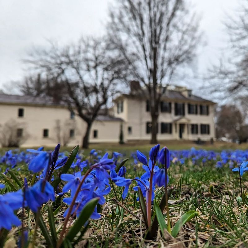 Siberian Squill: Blue Carpets Of Joy
