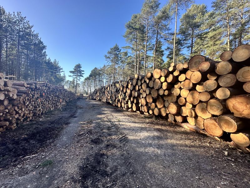 Timber Harvesting Plans