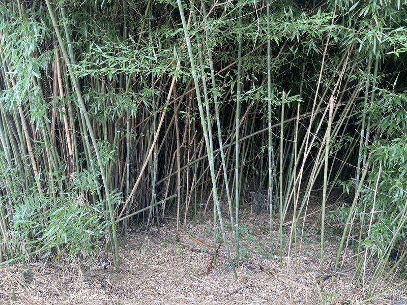 Invasive Bamboo Screens