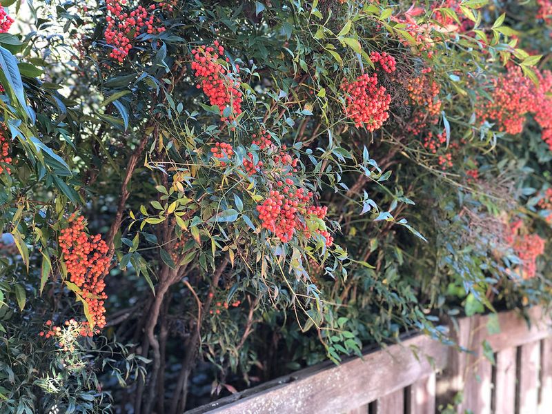 Nandina's Red Flags For Wildlife