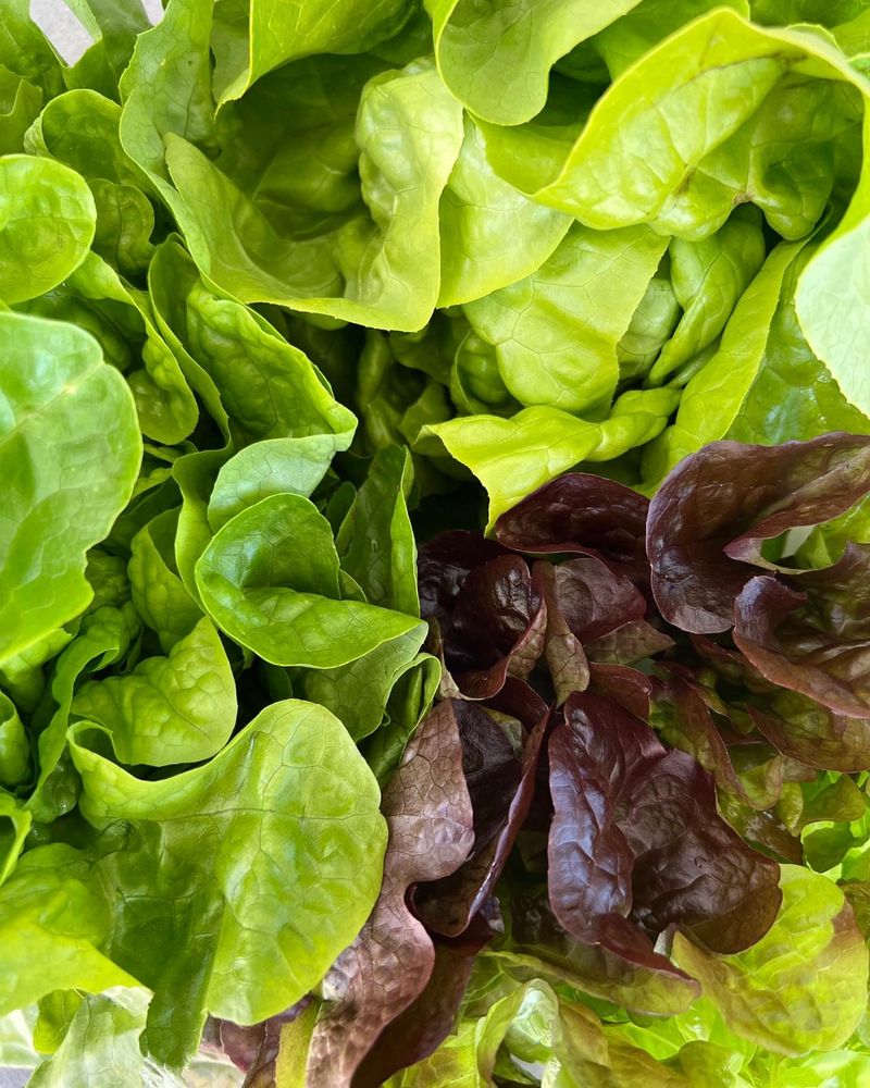 Crisp Lettuce Varieties