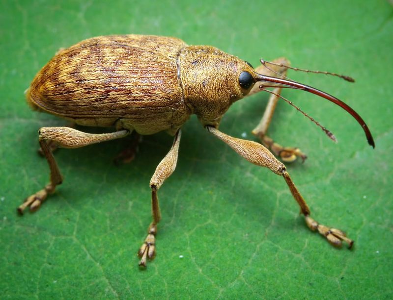 Biological Control With Weevils