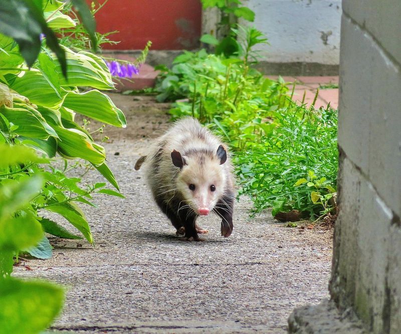 Preventing Future Possum Problems