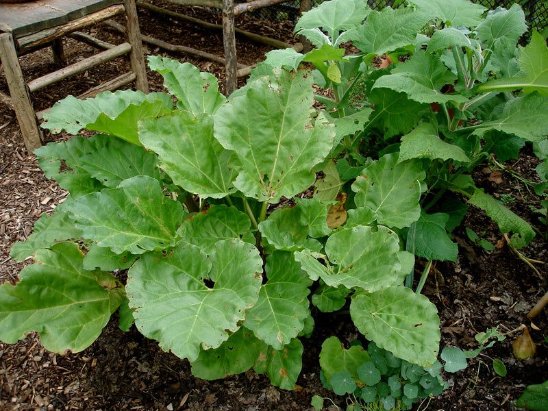 Productive Rhubarb