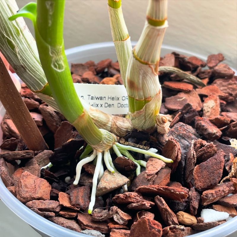 Specialized Potting Medium
