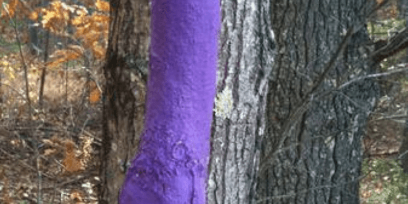 Timber Harvest Designation Zones