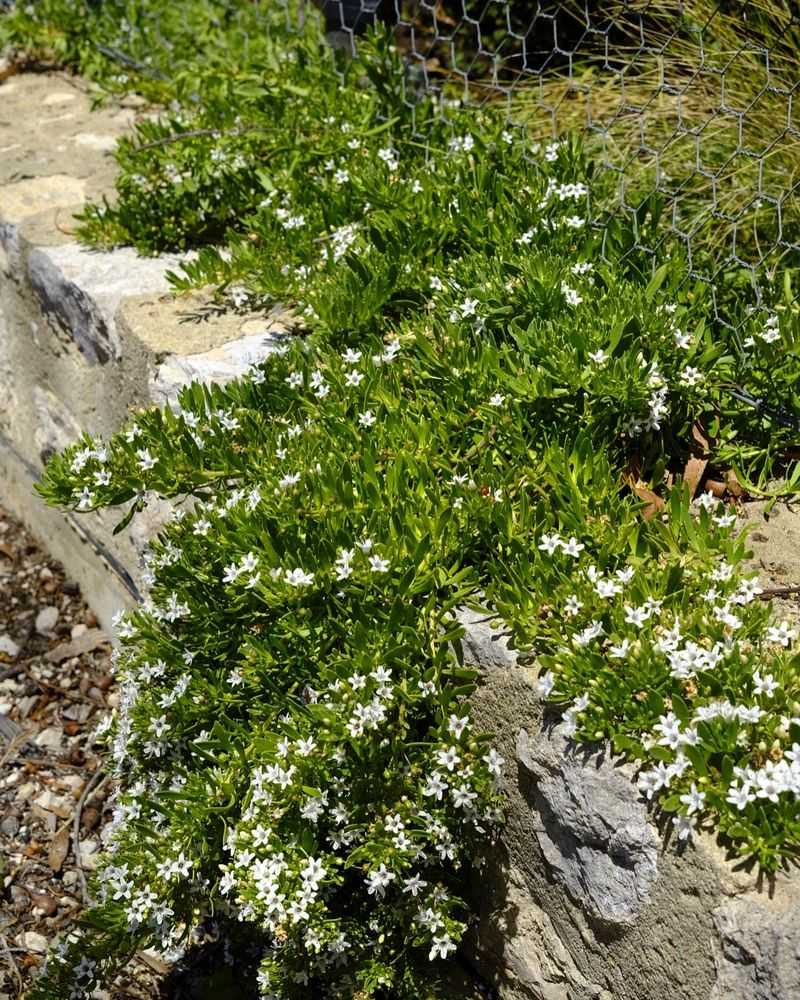 Myoporum Parvifolium