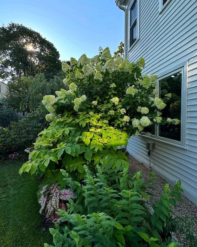 Rejuvenate Overgrown Plants With Hard Pruning