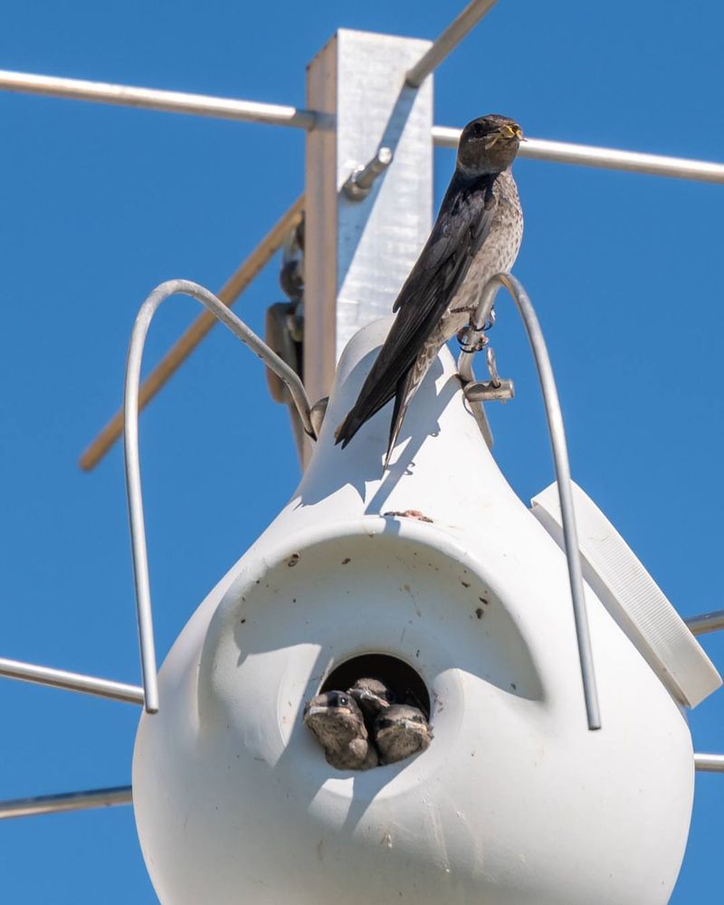 Provide Supplemental Nesting Materials