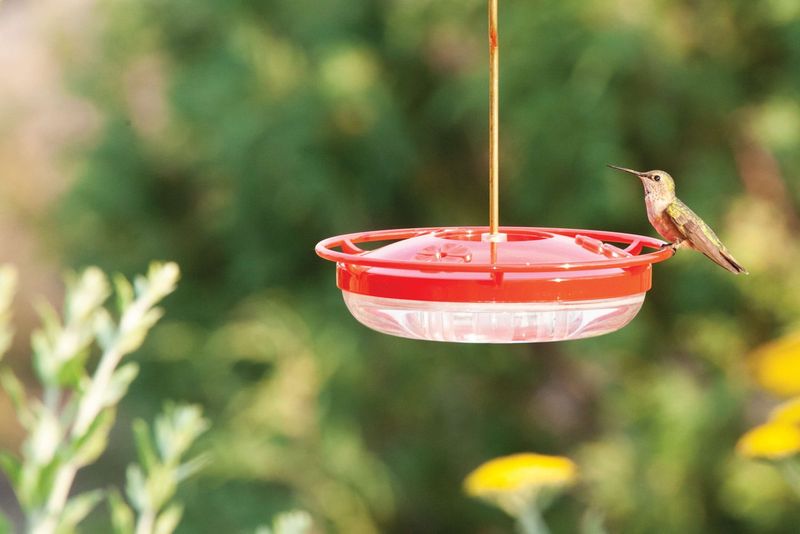 Minimize Competition At Feeders