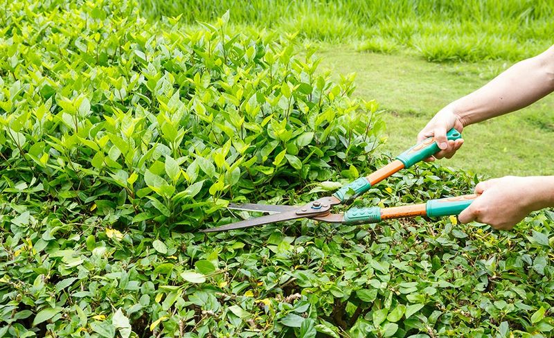 Trim Dense Vegetation