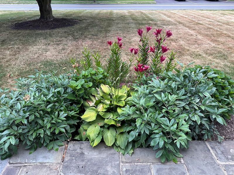 Divide Overcrowded Plants