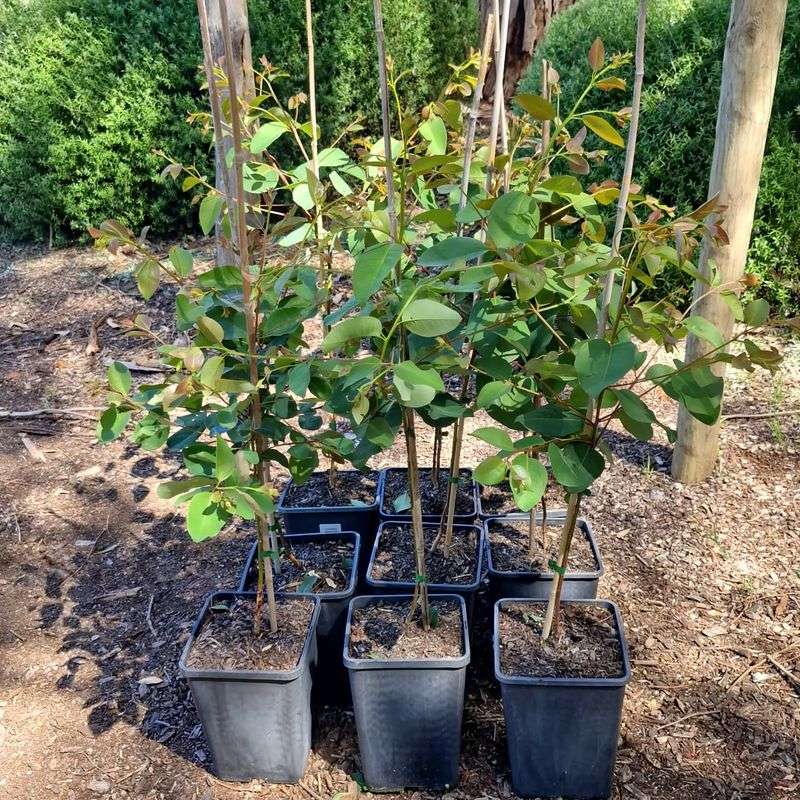 Plant Trees And Shrubs