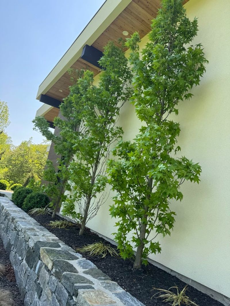 Plant Trees and Shrubs
